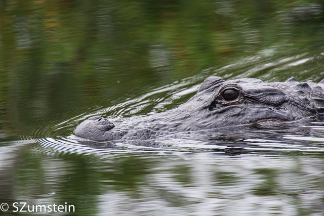 Everglades
