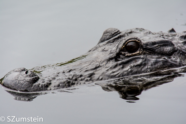 Everglades