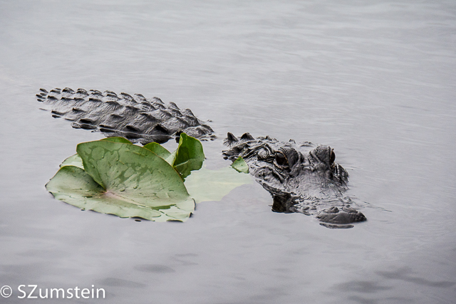 Everglades