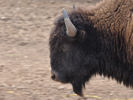 Bison