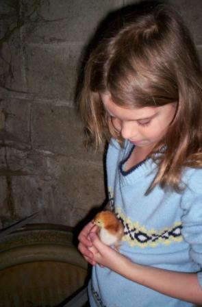 Baby chick