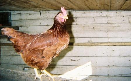 Chicken
