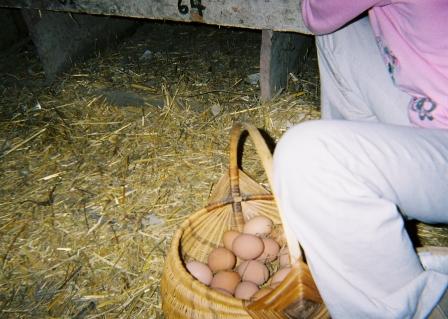 Basket of eggs