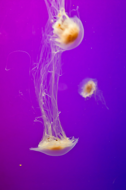 Shedd