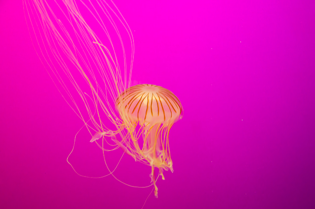 Shedd