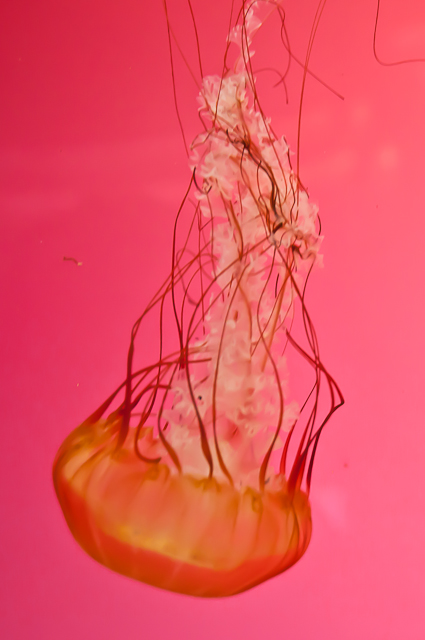 Shedd