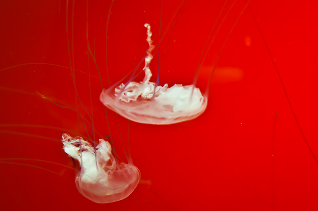 Shedd