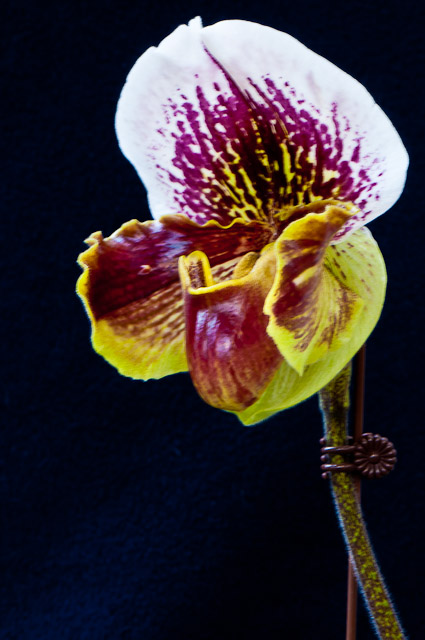 orchids