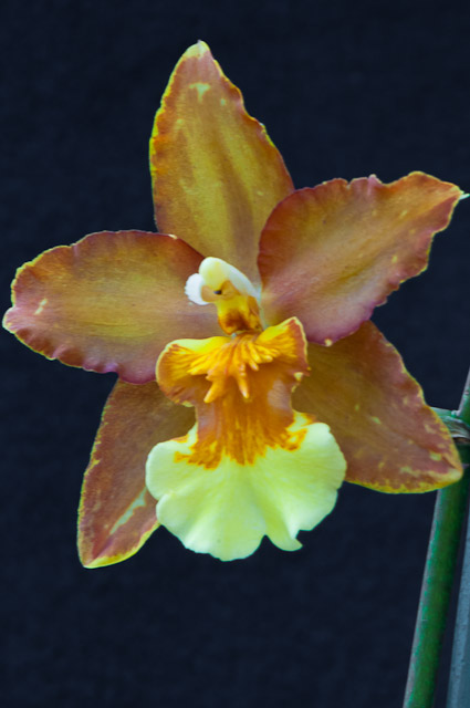 orchids