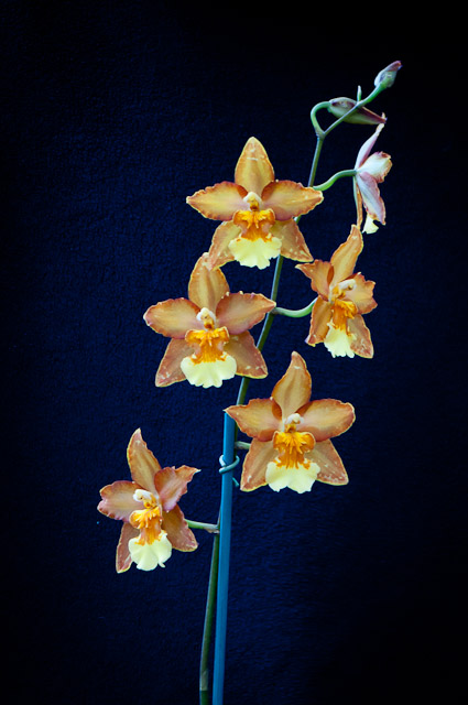 orchids