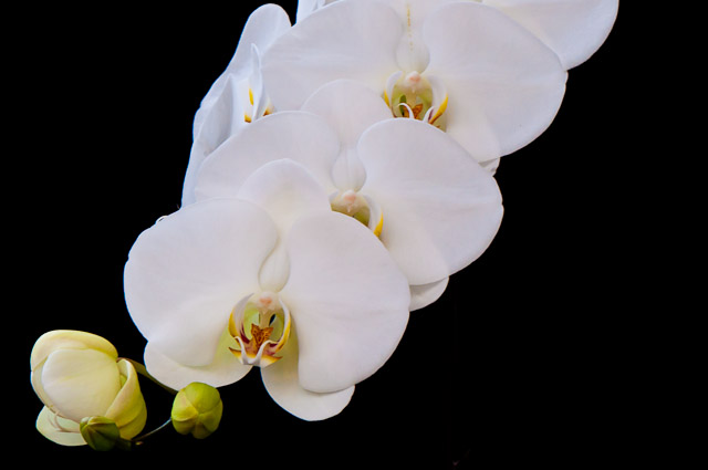 orchids