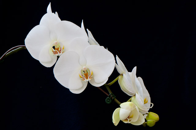 orchids