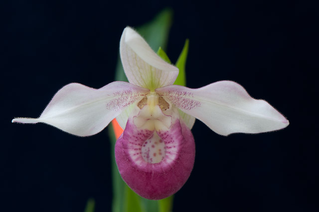 orchids
