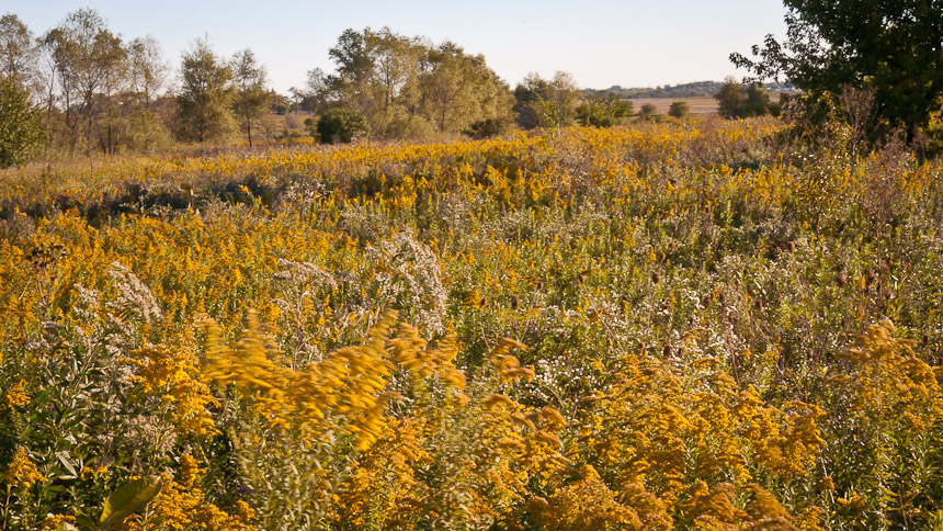 prairie