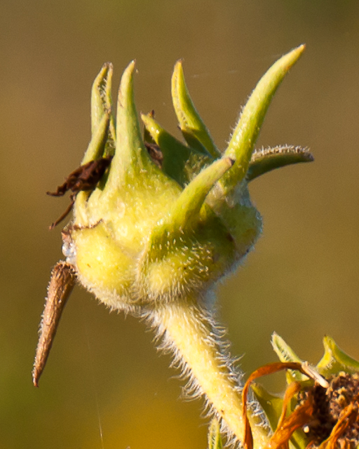 prairie