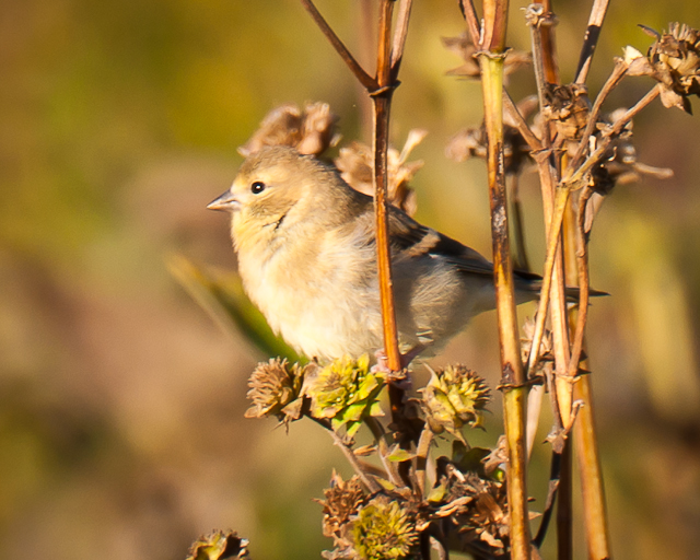 prairie