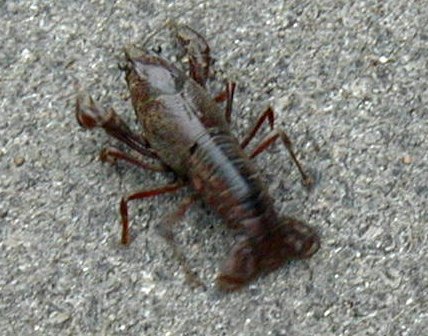 crayfish