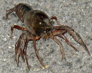 crayfish